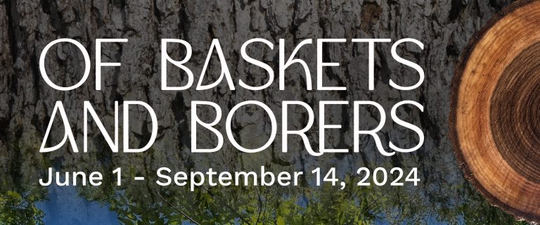 Of Baskets and Borers: The Past, Present, and Future of Indigenous Basketry in the White Mountains