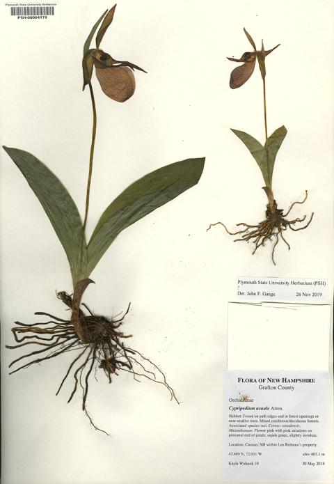 Dried Lady Slipper flowers