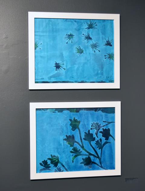 Kimberly Ritchie, Endangered Plant Species: Teal. Cyanotype, silkscreen. 2020