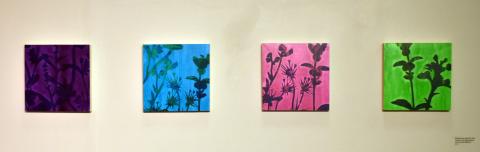 Kimberly Ritchie plant cyanotypes and screenprints