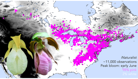 Map showing peak bloom for June with lady slipper flowers on top