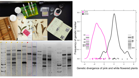 Genetic divergence charts and results