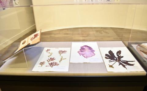  PSU Herbarium highlighted as part of this exhibition, installation view