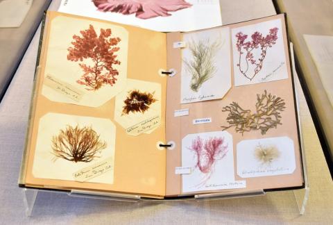  PSU Herbarium highlighted as part of this exhibition, installation view