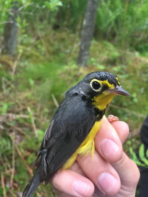 Canada warbler