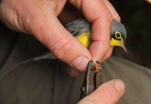 PSU Professor Len Reitsma holds a Canadian Warbler in his hands as he attaches a tag to its foot.